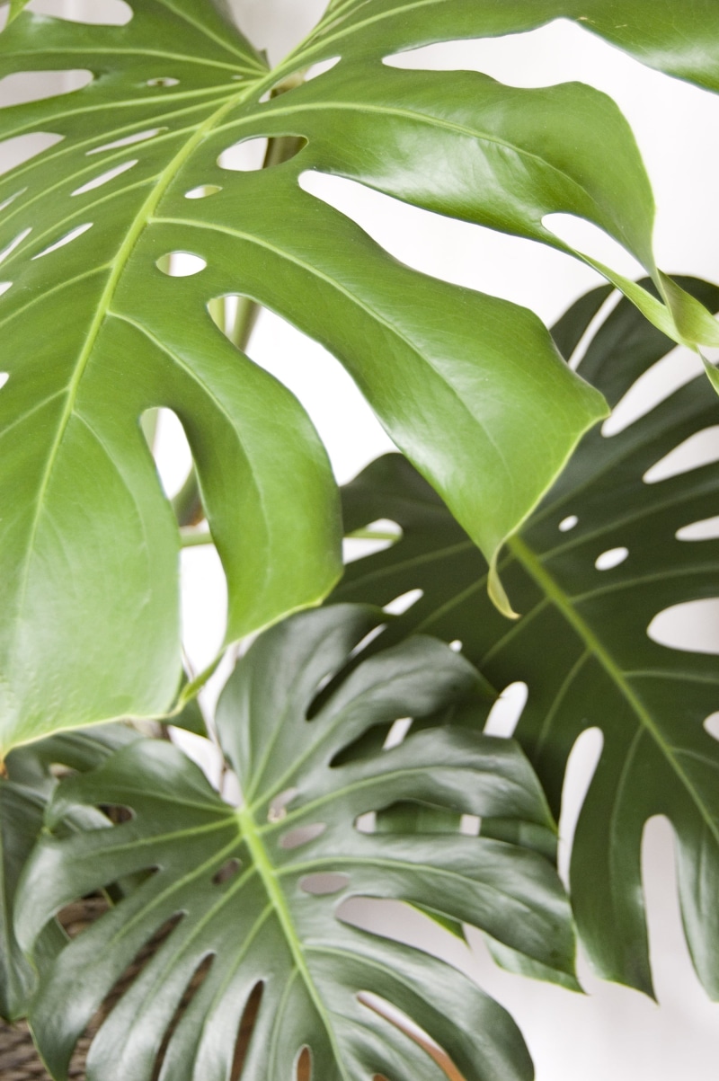 palm leaf, tree, beauty in nature, day, branch, plant, tranquility, focus on foreground, botany, backgrounds, the tropical, growth, freshness, plant part