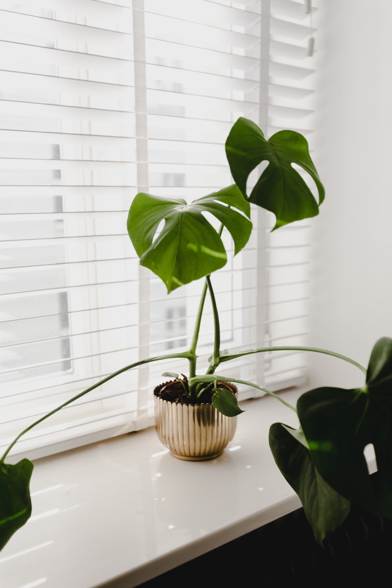 gold, green, monstera, window sill, leaves, 5K, houseplant, window, plant stem, leaf, plant part, freshness, green color, potted plant, indoors, nature