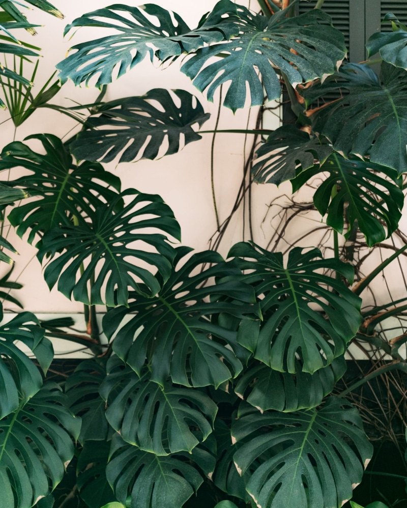 leaf, tree, tropical, plants, monstera, freshness, houseplants, tranquility, greenhouse, united states, front or back yard, day, green color, no people