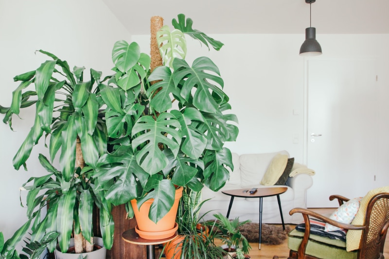 domestic room, monstera, livingroom, green living, flower, absence, houseplant, electric lamp, living room, swiss, mainz, urban gardening, green color