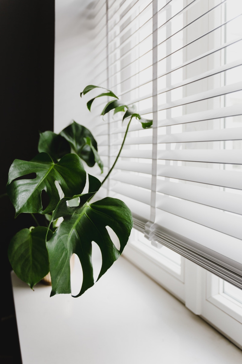 green color, monstera, home interior, white color, potted plant, houseplant, indoors, gold, day, plant, close-up, plant part, flora, windowsill, table