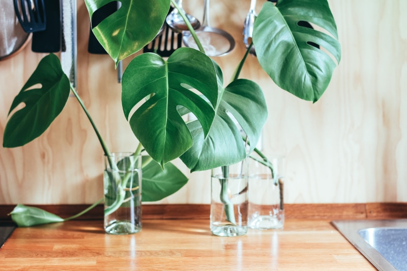 plant part, no people, wood - material, 5K, green color, table, flower, indoors, vase, day, glass, indoors plant, leaf, monstera, flooring, swiss, potted plant