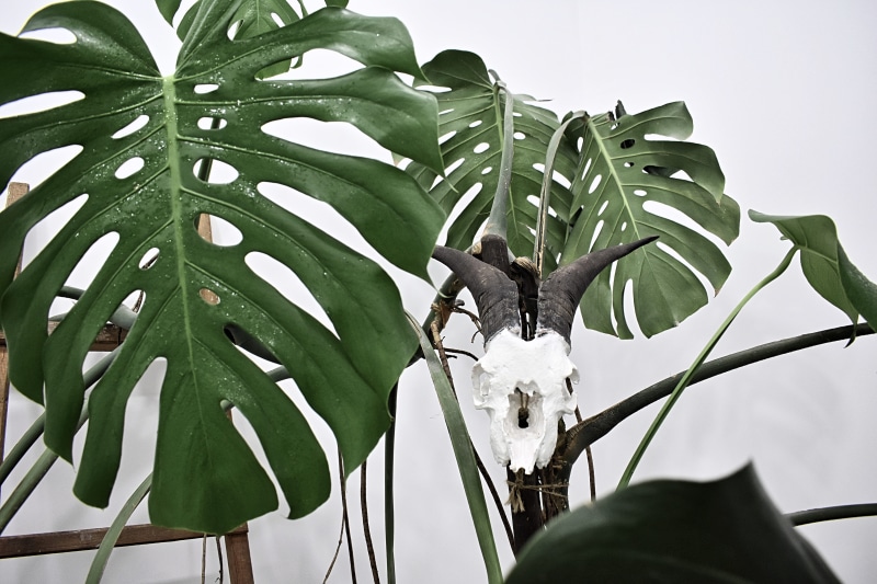 water, leaves, goat, interior, leaf, green Color, green, close-up, flower, skull, wildlife, wall, monster, tree, horn, white, jungle, nature, monstera