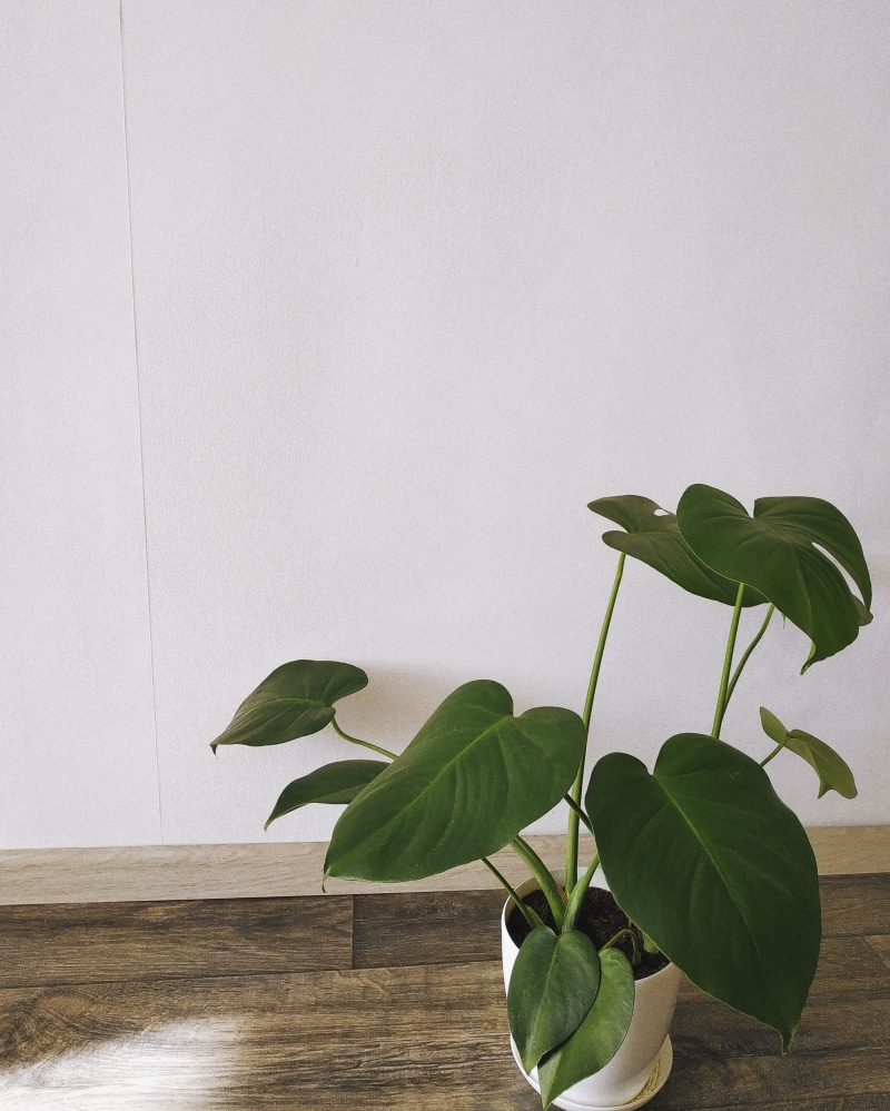 minimal, plant, home interior, web design, green, freshness, vulnerability, mobile photo, monstera, plant part, fragility, wall - building feature, monster