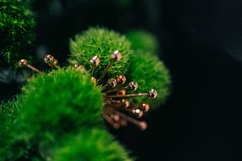 4K, nature, Close-ups, ups, close-up, vulnerability, selective focus, plants, flora, green, no people, growth, fragility, outdoors, flowers, close, freshness