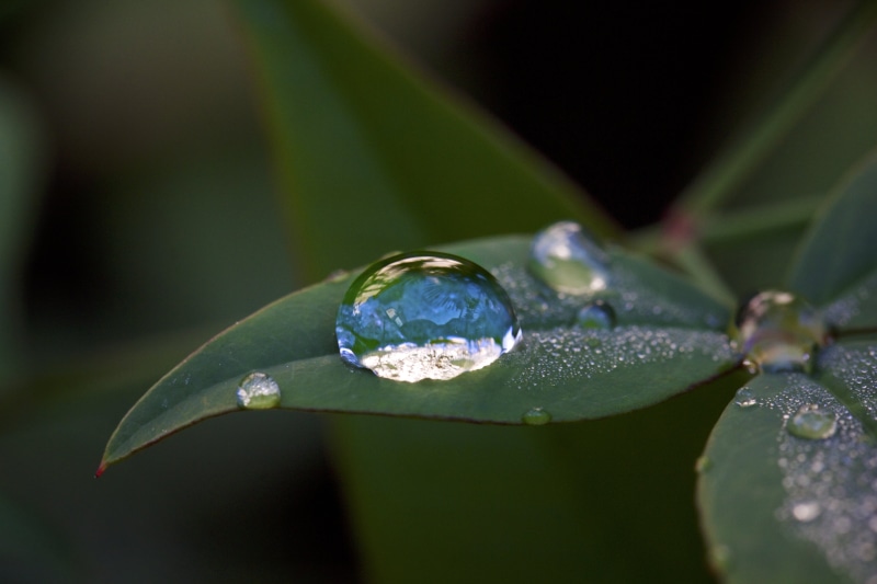 shi, plant, green Color, dew, leaf, MACRO, Di2, green leaves, water, Morning Dew, leaves, TAMRON, nature, close-up, freshness, Mitaka, wet, rain, raindrop