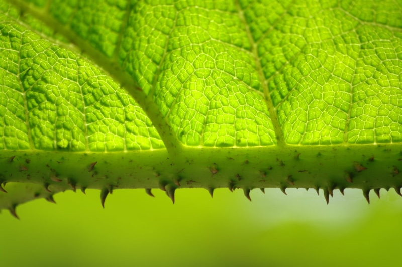 vert, photo, close-up, backgrounds, plant, Nature, close, freshness, growth, 720P, macro, leaf, plante, botany, environment, green leaf, pattern, green