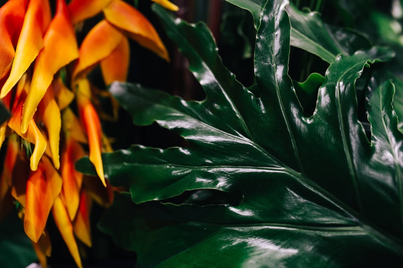 green, plant part, green plant, beauty in nature, vulnerability, growth, outdoors, Close-ups, close, selective focus, fragility, freshness, leaf, sunlight