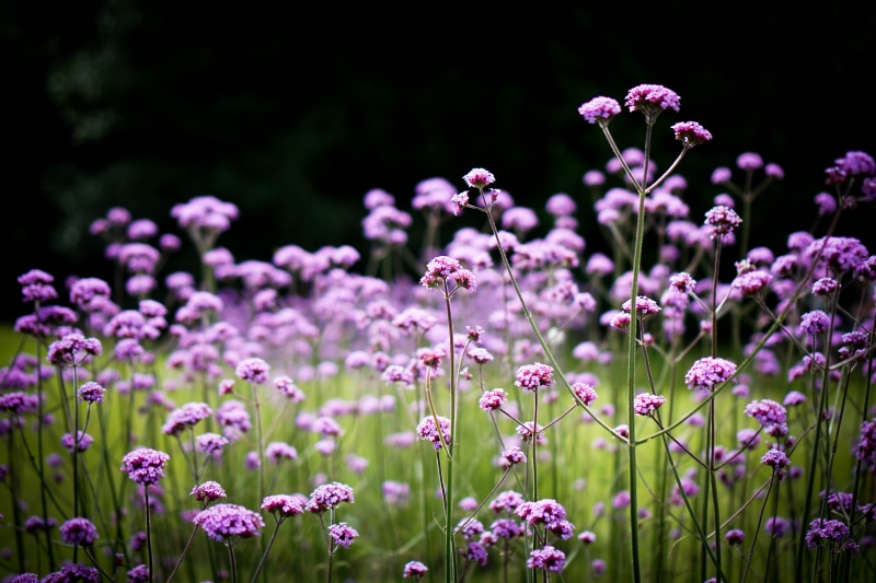 flower, plant, photography, verbena, purple, springtime, close, white, tall, summer, 5K, Nature, Lens, flowers, close up photography, Verbena bonariensis