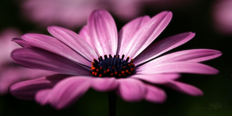 photography, beauty In Nature, petal, macro, close, 2K, purple, picmonkey, plant, daisy, F.B.L., flower, close up photography, nature, summer, close-up