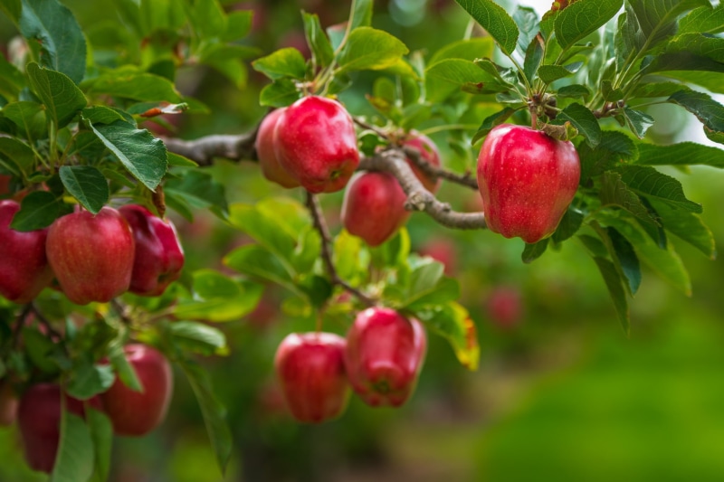 branches, 1080P, food, liquid, harvest, tree, fruit, garden, apples, ripe, green background, red, leaves, juicy