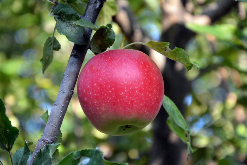 healthy eating, plant part, leaf, detail, beautiful, green color, panicle, colors, branch, ornamental plants, photography, red, apple tree, leaves, 5K