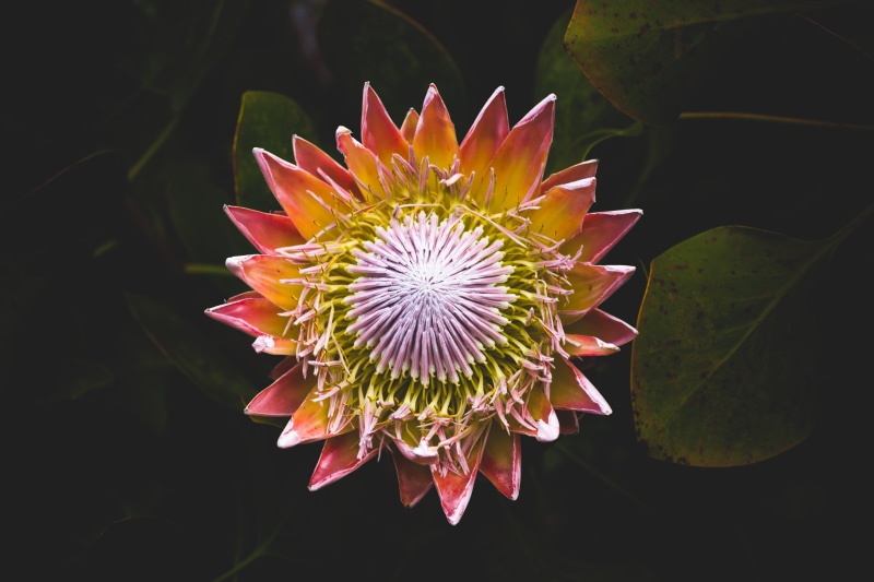 flowering plant, inflorescence, king, vulnerability, petaled, water lily, fragility, photography, colors, 5K, pollen, photo, flower head, no people, plant