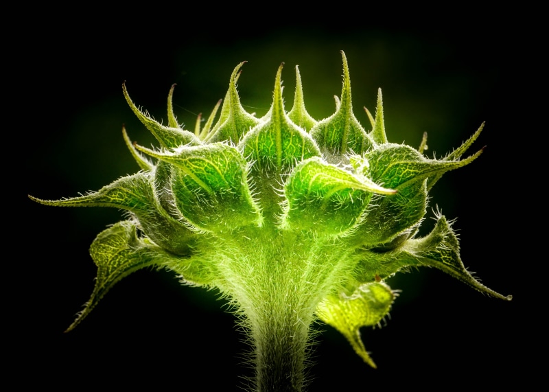 close, 5K, botany, plant, close up, close-up, photo, green leaf, leaf, nature, green, Sunflower