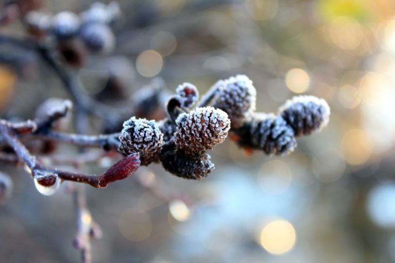 fruit, photography, dew, season, Christmas, winter, branch, pine  cones, frost, frozen, 5K, brown, bokeh, nature, tree, macro, snow, close-up