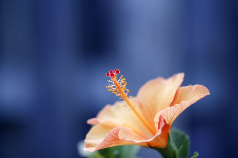 5K, macro, green, outdoors, purple, pollen, orange, design, anniversary, flowering plant, closeup, wedding, collection, flora, isolated, range, vibrant color
