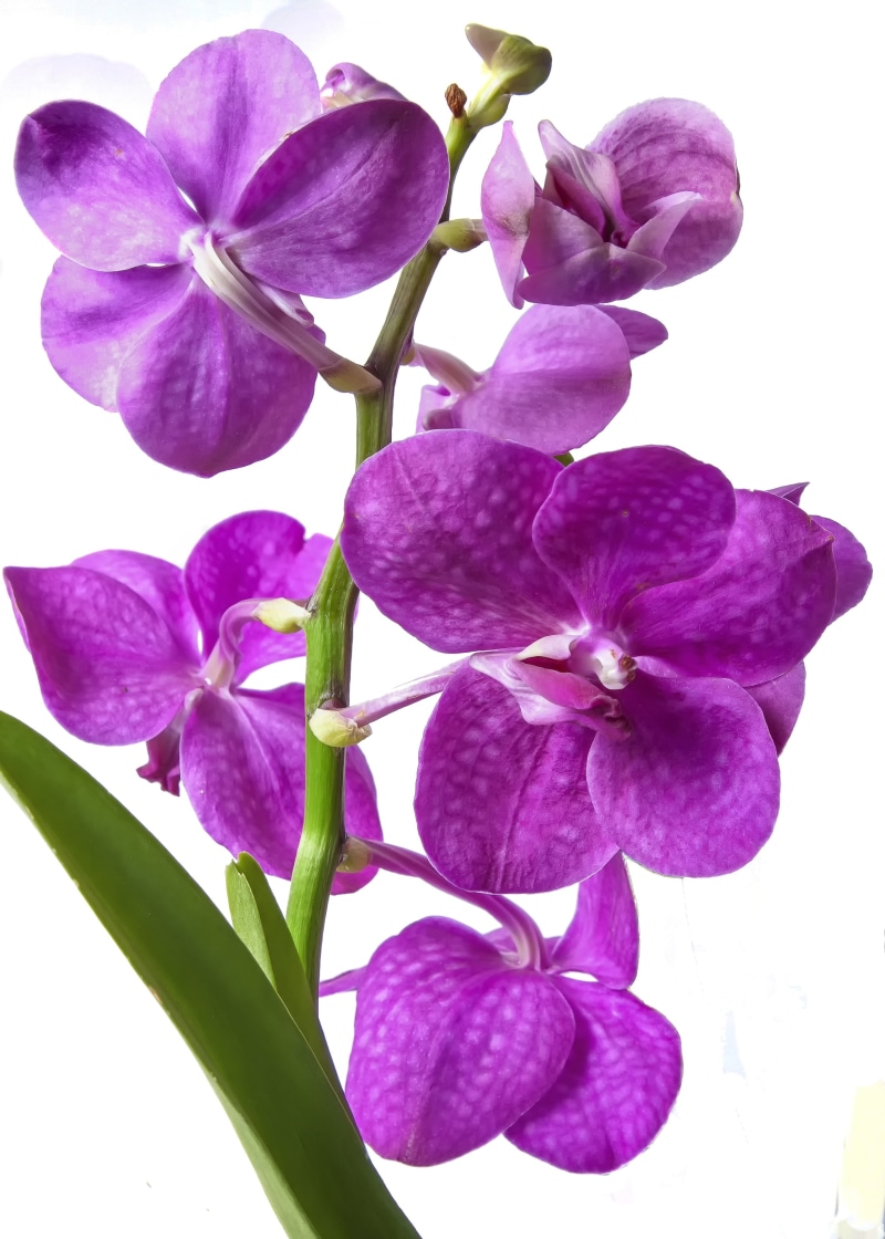 red, purple, exclusiv, blossom, nature, flower, Exotic, color, studio shot, close-up, petal, Pink, indoors, iris - plant, vanda orchid, flowering plant
