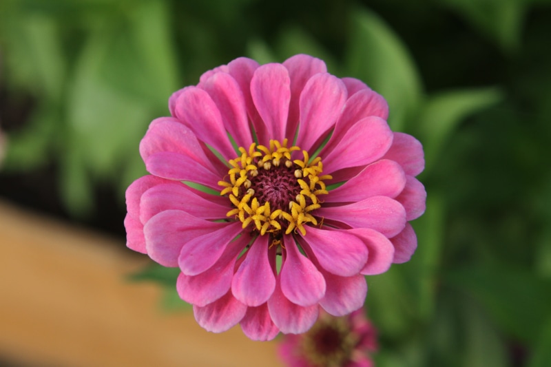 Zinnia, petal, flowering plant, plant, fragility, growth, photo, zinnia, focus on foreground, colorful, pollen, vulnerability, garden, botanical, field