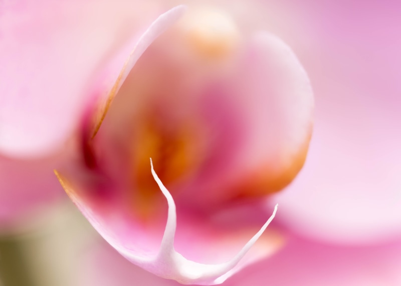 close, flower petal, plant, single Flower, petal, Fangs, botany, 5K, Denver Botanic Gardens, floral, nature, flower Head, pink, macro, freshness, beauty In Nature