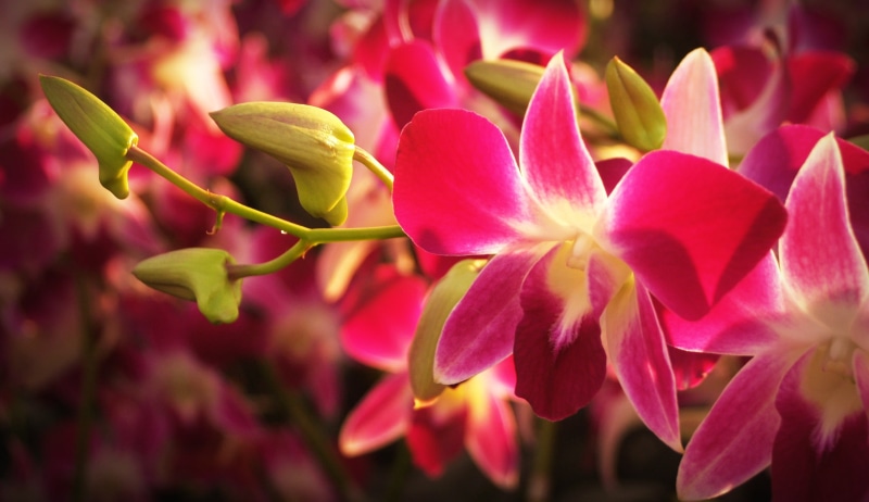selection, pink, red, fragility, growth, variation, beauty, 2K, freshness, tropical, pink Color, fresh, outdoors, colorful, collage, flowering plant, collection