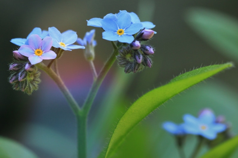 garden, bud, flower, close, no people, leaf, summer, bright colours, botany, flora, focus on foreground, nature, meadow, pointed flower, beauty in nature