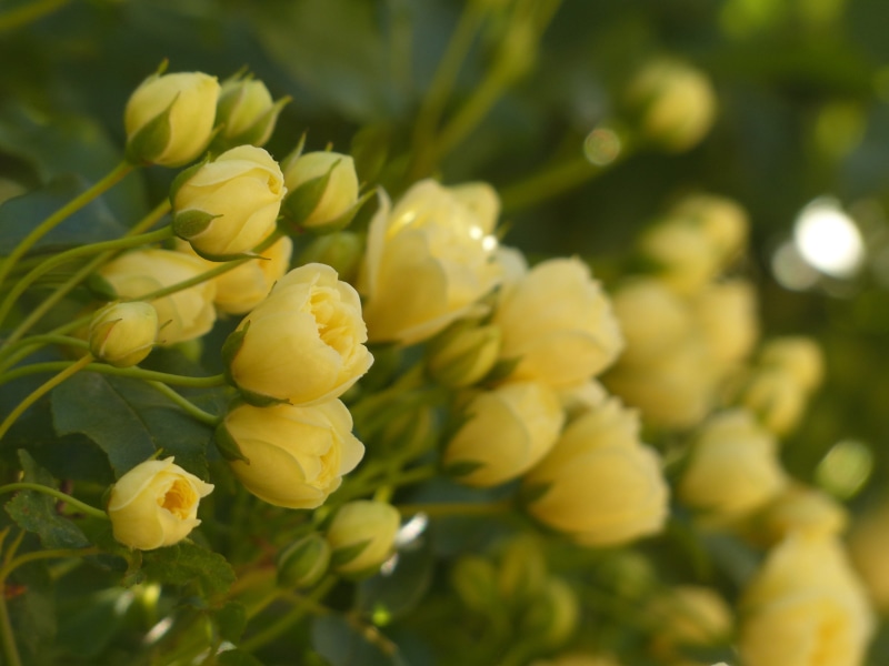outdoors, photo, agriculture, close-up, leaf, freshness, roses, macro, green Color, day, flora, selective focus, yellow, bud, close, flower, beauty In Nature