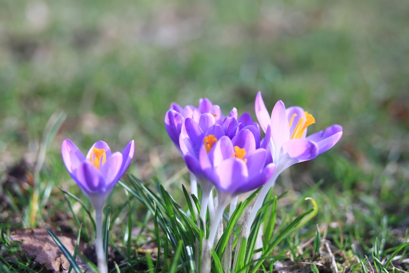 Alt-Hohenschönhausen, Blume, green Color, springtime, Natur, leaf, Composer, Edge, Flower Power, floral, bloom, depth of field, beauty In Nature, photo