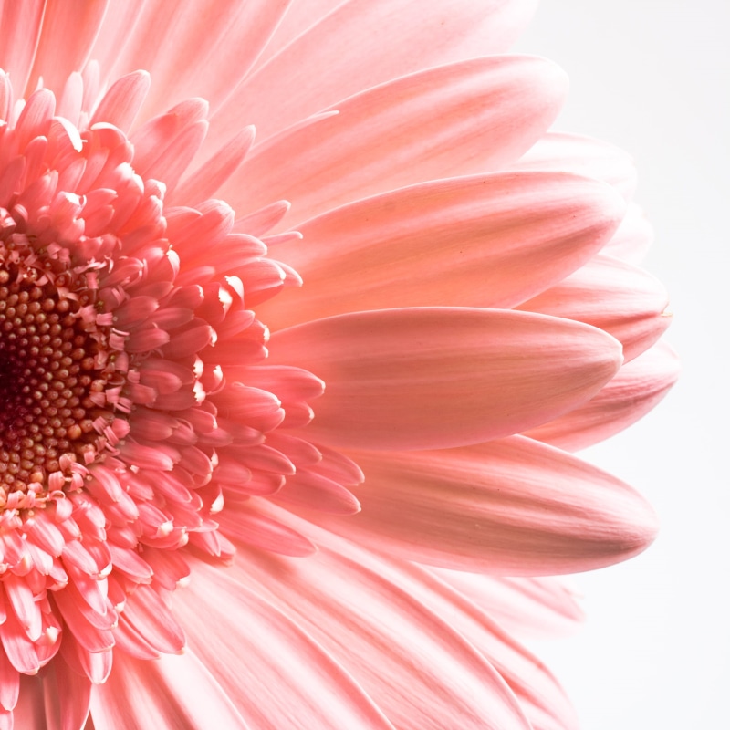 plant, decoration, flower, head, flowering plant, color, orange, object, dahlia, gerbera daisy, no people, macro, close-up, gerbera, botany, vulnerability