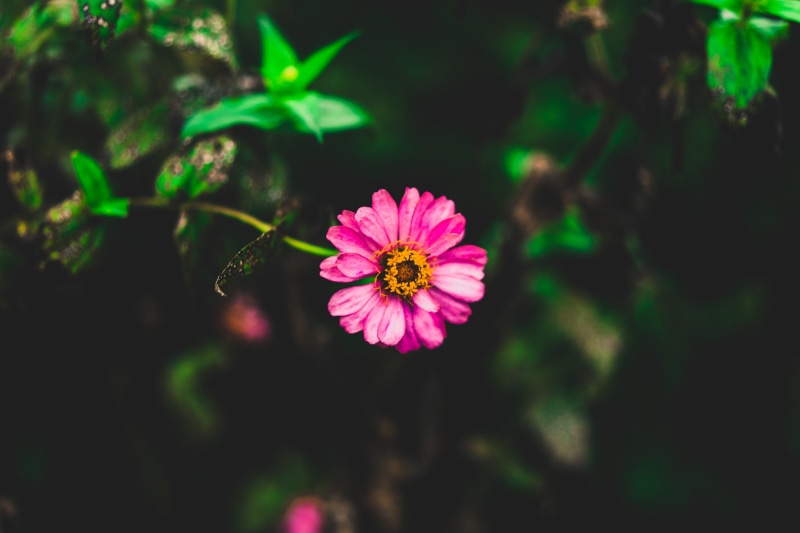 focus, green color, photography, close-up, delicate, nature, garden, flora, growth, environment, flowering plant, season, plant, beautiful, bloom, day