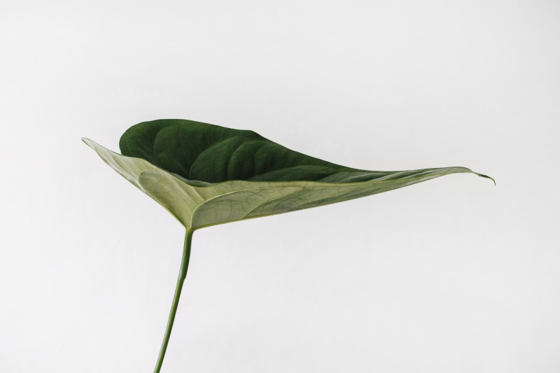 beautiful, simplicity, close-up, no people, food and drink, flowering plant, freshness, photography, minimalism, food, single object, 4K, leafe, white
