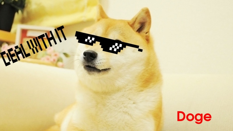 Shiba Inu, Humor, Doge, 1080P
