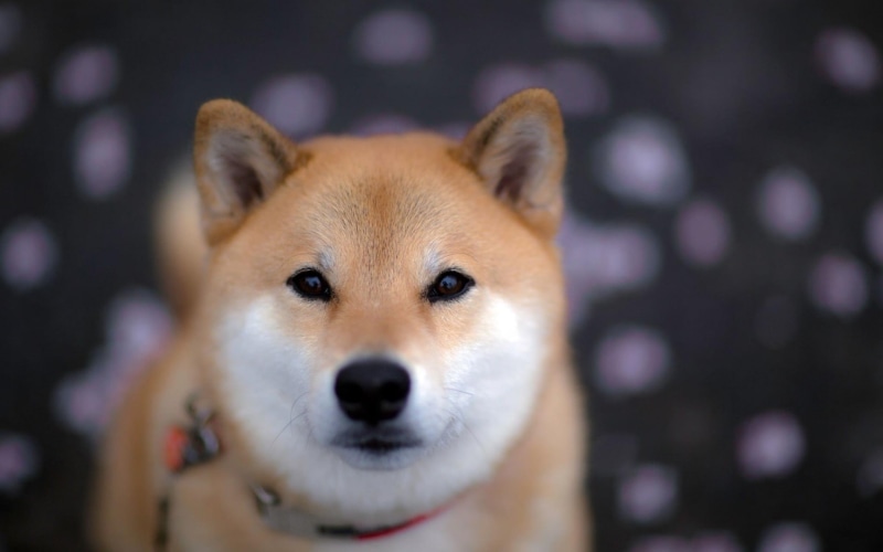 canine, close-up, animal eye, animal body part, mammal, domestic animals, focus on foreground, 1080P, people, Shiba Inu, front view, mammals, domestic