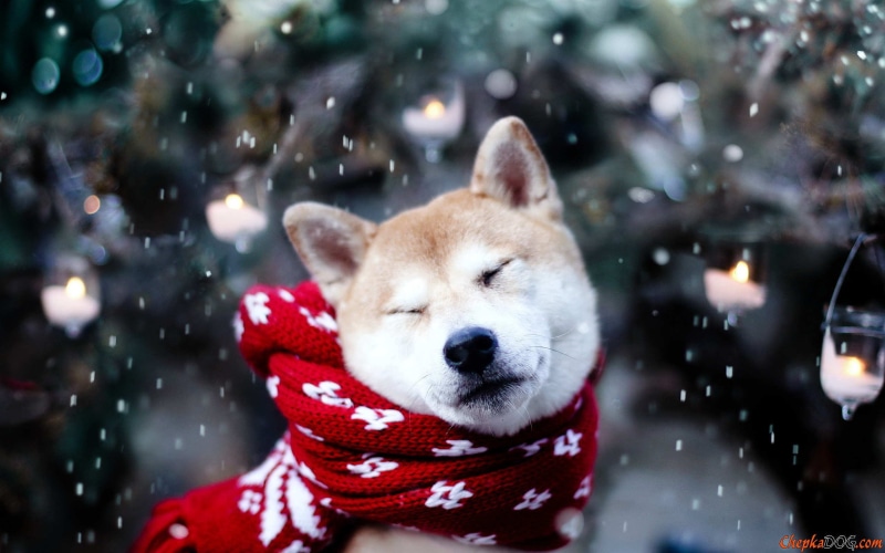 Shiba Inu, animals, snow, dog, 2K
