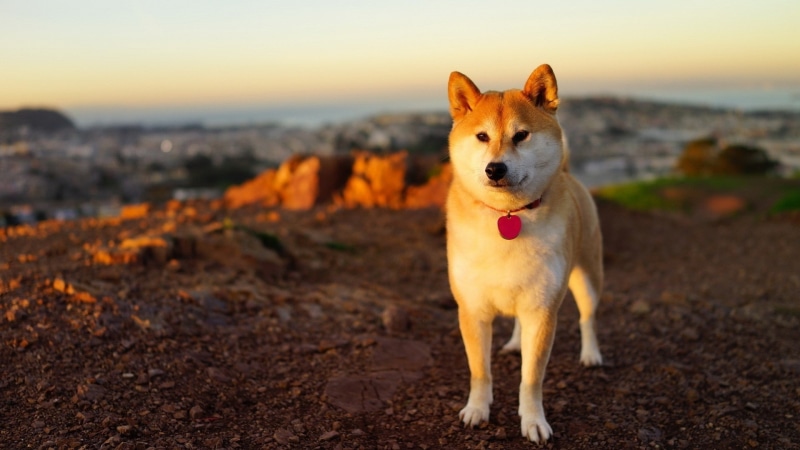 Shiba Inu, anime, dog, 1080P