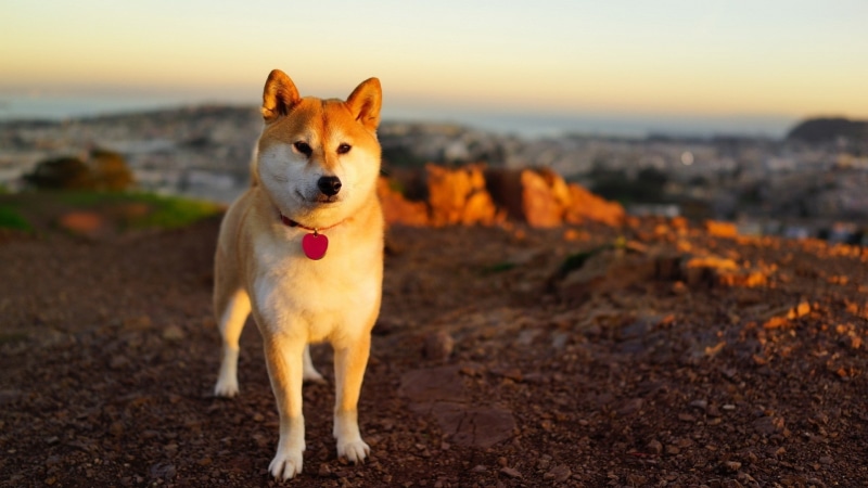 1080P, Shiba Inu, animals, dog
