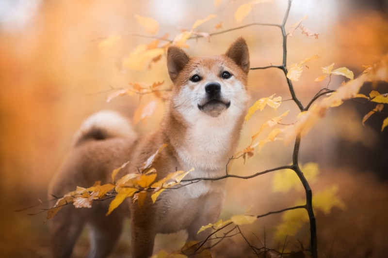 1080P, Shiba Inu, Pet, Puppy, Fall, Dog, Baby Animal, Dogs