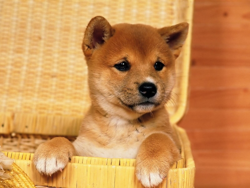 brown, akita, Shiba Inu, white, young animal, whisker, mammal, animals, puppy, cute, chihuahua - dog, domestic, 720P, looking at camera, animal themes