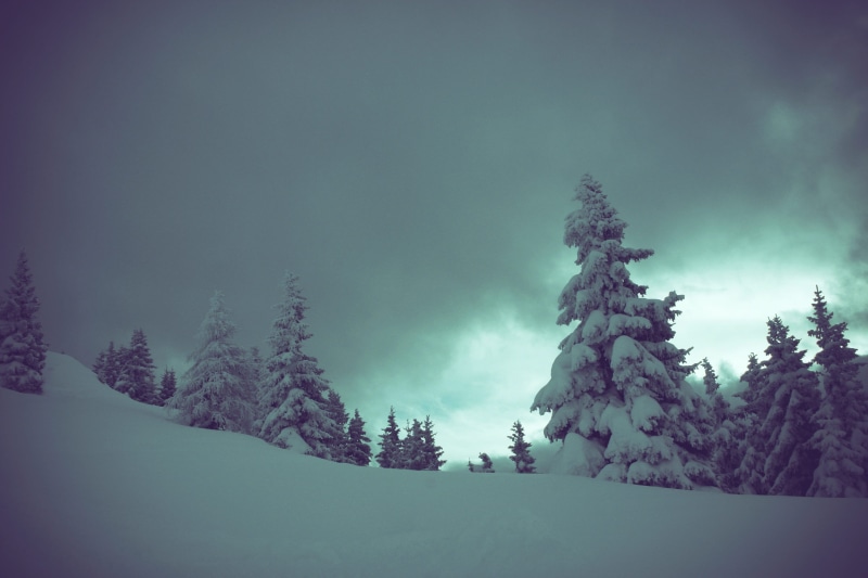 environment, aurora, land, winter, tree, tranquility, weather, darkness, cloud - sky, woodland, non-urban scene, tranquil scene, geological phenomenon