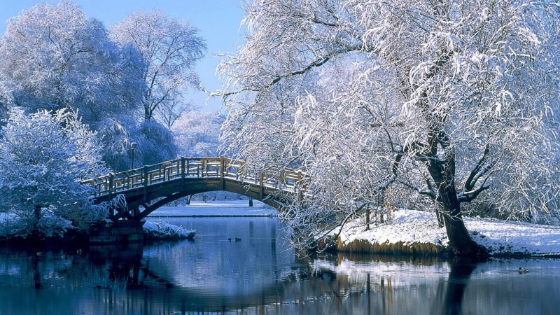 branch, no people, blossom, bridge - man made structure, winter, snow, tree, plant, scenics - nature, water, architecture, beauty in nature, bridge, waterfront