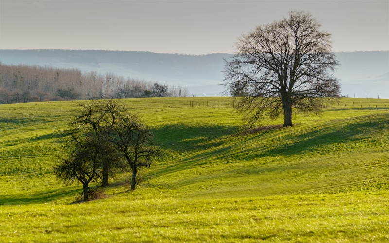 nature, sky, Natur, springtime, 5K, Baum, summer, rural Scene, landscape, Evening, Hügel, Deutschland, Perl  Saarland, farm, trees, middle, Meadow, season