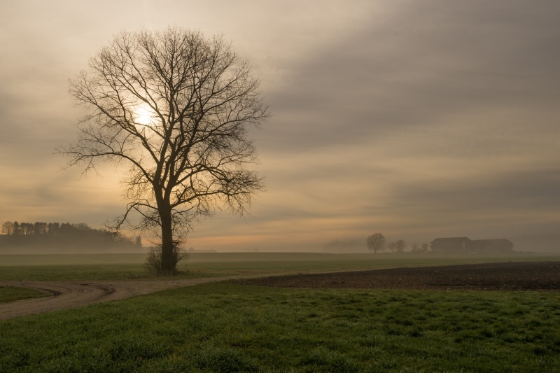 green grass, Alpha, Morning, field, F4, grass, tree, rural Scene, Alpha7, 2K, ILCE-7, grass field, green, silhouette, Sunlight, middle, Nature, landscape