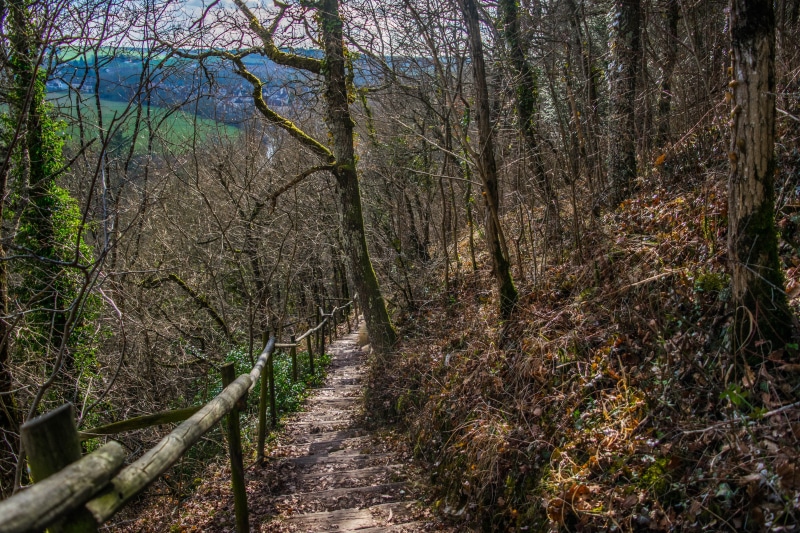 woodland, plant, railing, forest, direction, trees, trail, beauty in nature, non-urban scene, no people, the way forward, tranquil scene, withered, bamboo - plant