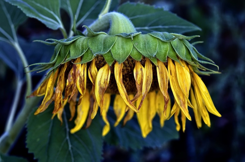 pollen, outdoors, fragility, close-up, inflorescence, wilted plant, leaf, sunflowers, sepal, sunflower, beauty in nature, withered plants, plant, flower