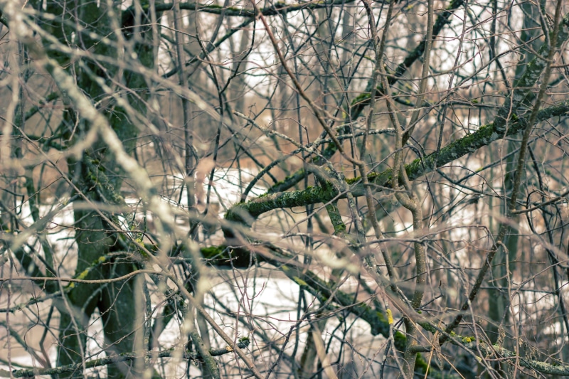 no people, land, backgrounds, tranquility, snow, growth, spring, winter, forest, complexity, beauty in nature, 5K, day, plant, non-urban scene, Russia