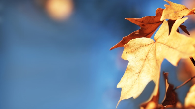 close-up, dry, wilted plant, orange color, leaves, maple leaf, 2K, outdoors, change, nature, day, focus on foreground, beauty in nature, plant part, fragility