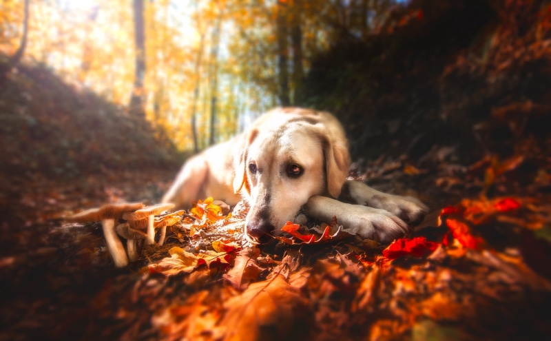 one animal, daytime, domestic, 1080P, labrador, land, forest, no people, brown, animal, change, day, tree, autumn, lying, leaves, animal themes, animals