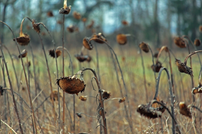 field, dried plant, land, brown, sunflower, flower, dry flowers, nature, wither, close-up, transient, flowering plant, plant, flora, faded, dried, withered