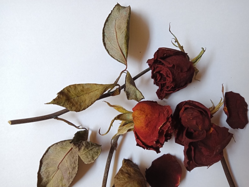 no people, withered flower, plant, leaf, white background, nature, leaves, freshness, indoors, plant part, flowering plant, flower head, dry, change, beauty in nature