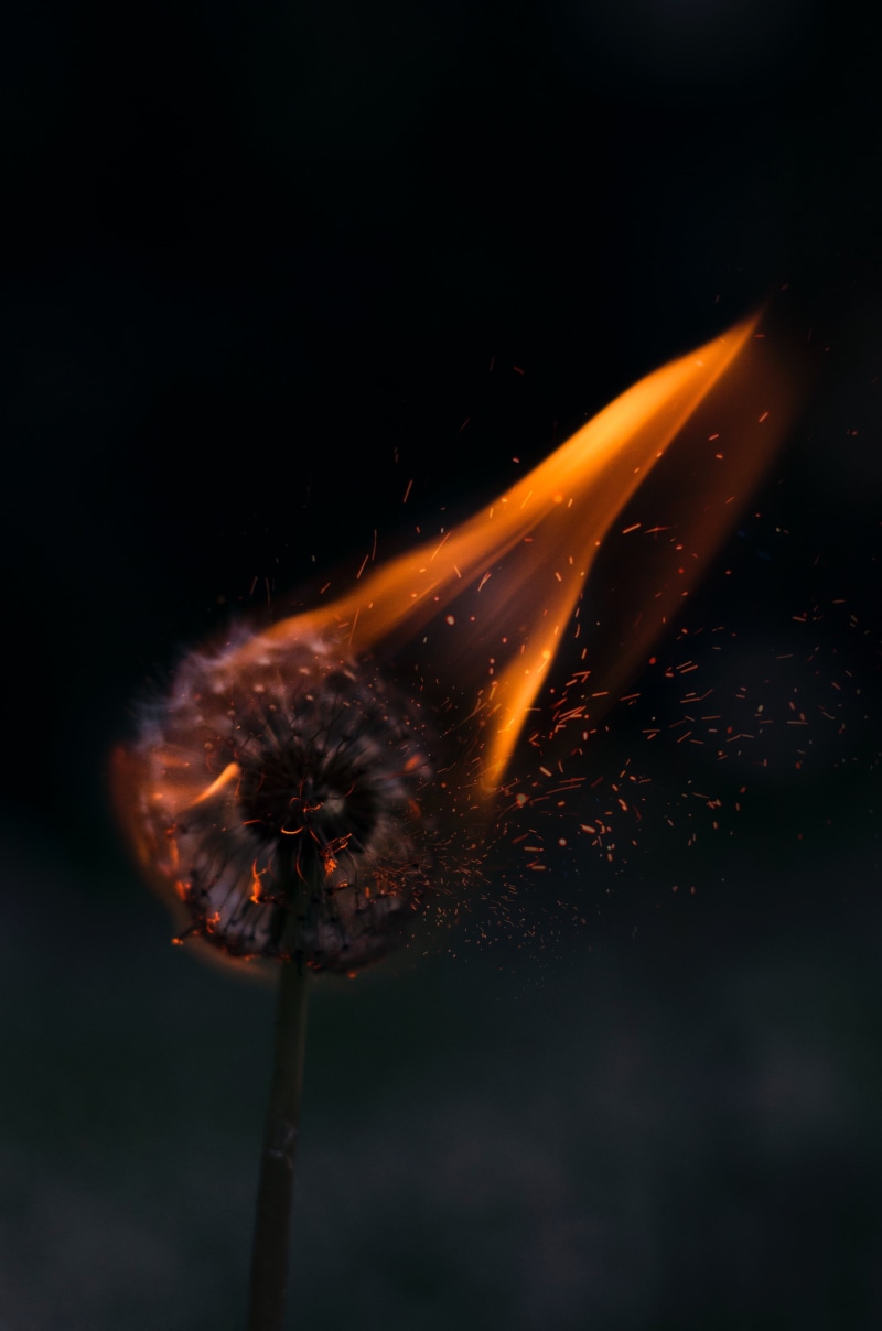 orange color, fire - Natural Phenomenon, dandelion, 4K, exploding, abstract, close-up, dark, blurred motion, fire, sparks, yellow, nature, light - Natural Phenomenon
