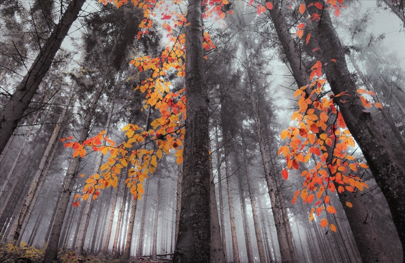 branch, nature, mist, landscape, beauty in nature, tree trunk, autumn collection, change, land, orange color, autumn, forest, fall, wood - material, no people